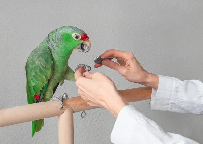 特殊寵物營養補充完整指南｜觀賞鳥、爬蟲及小型動物必讀【特寵醫院推薦】