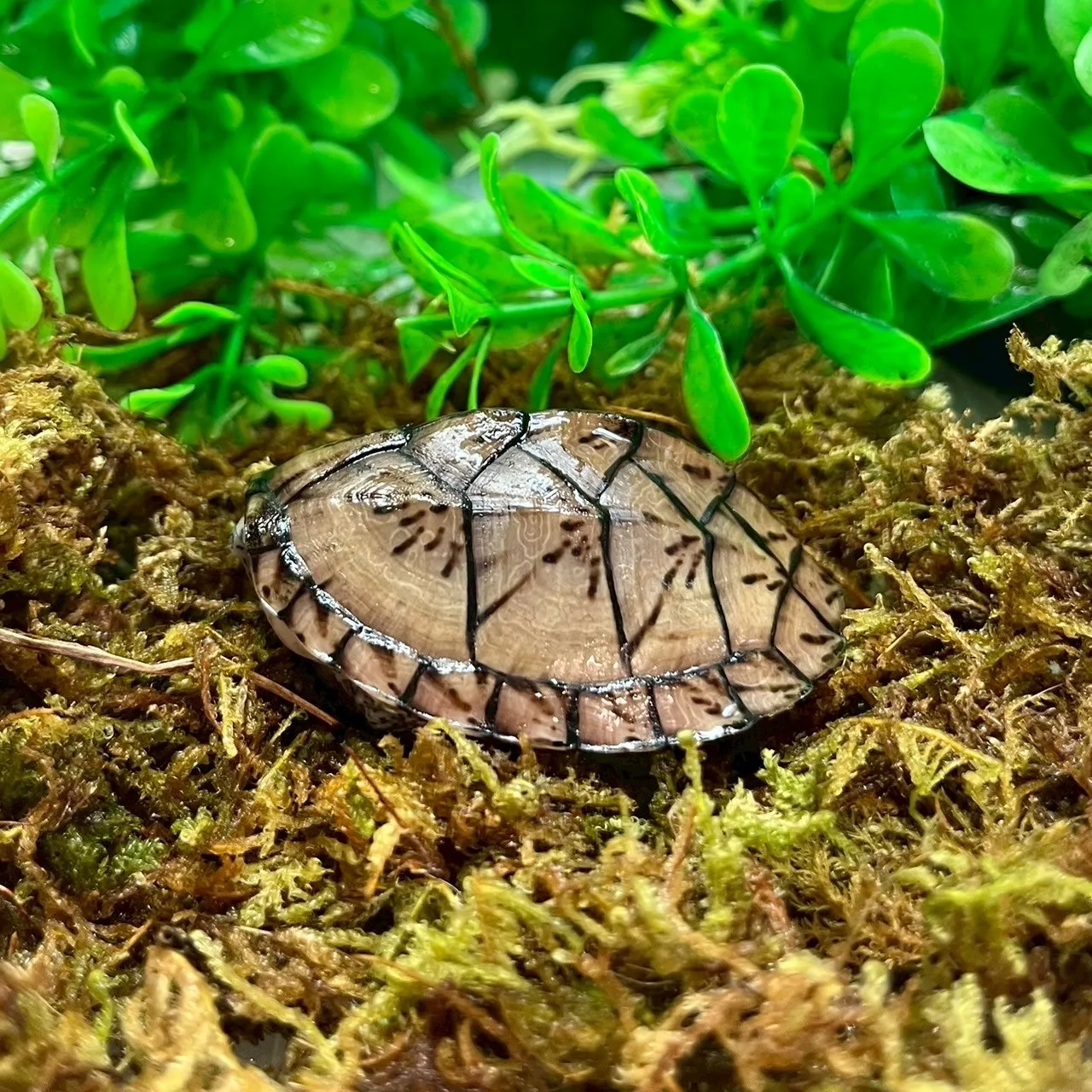 巨頭麝香龜