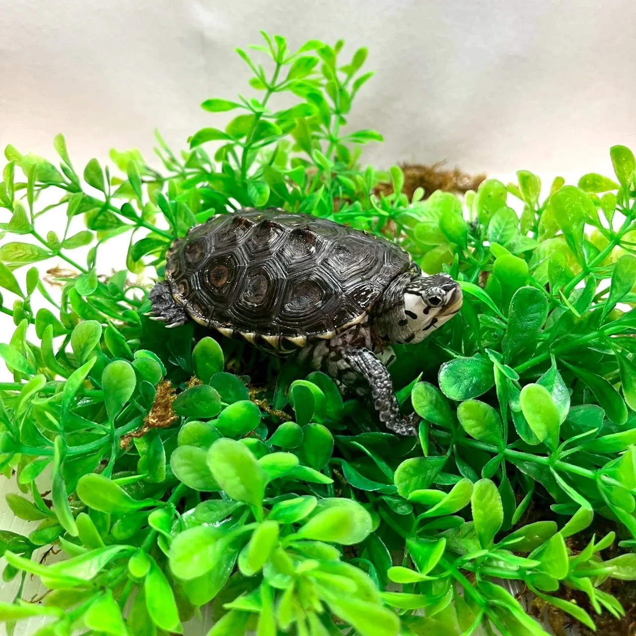 大花鑽紋(幼)