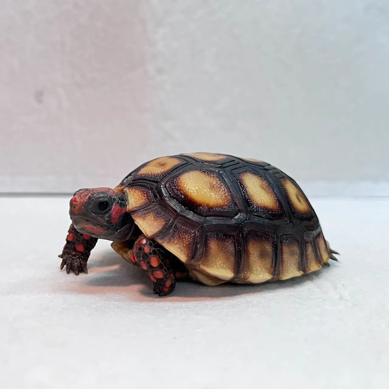 櫻桃紅腿
