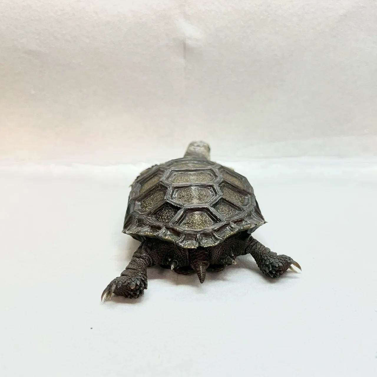 棕靴腳陸龜