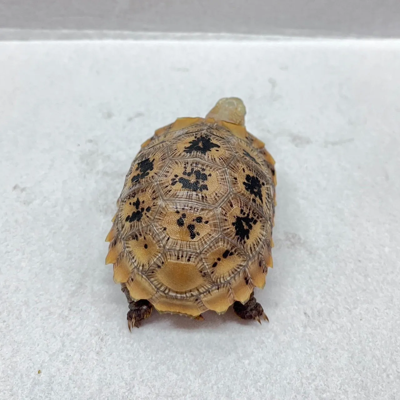  黃頭陸龜