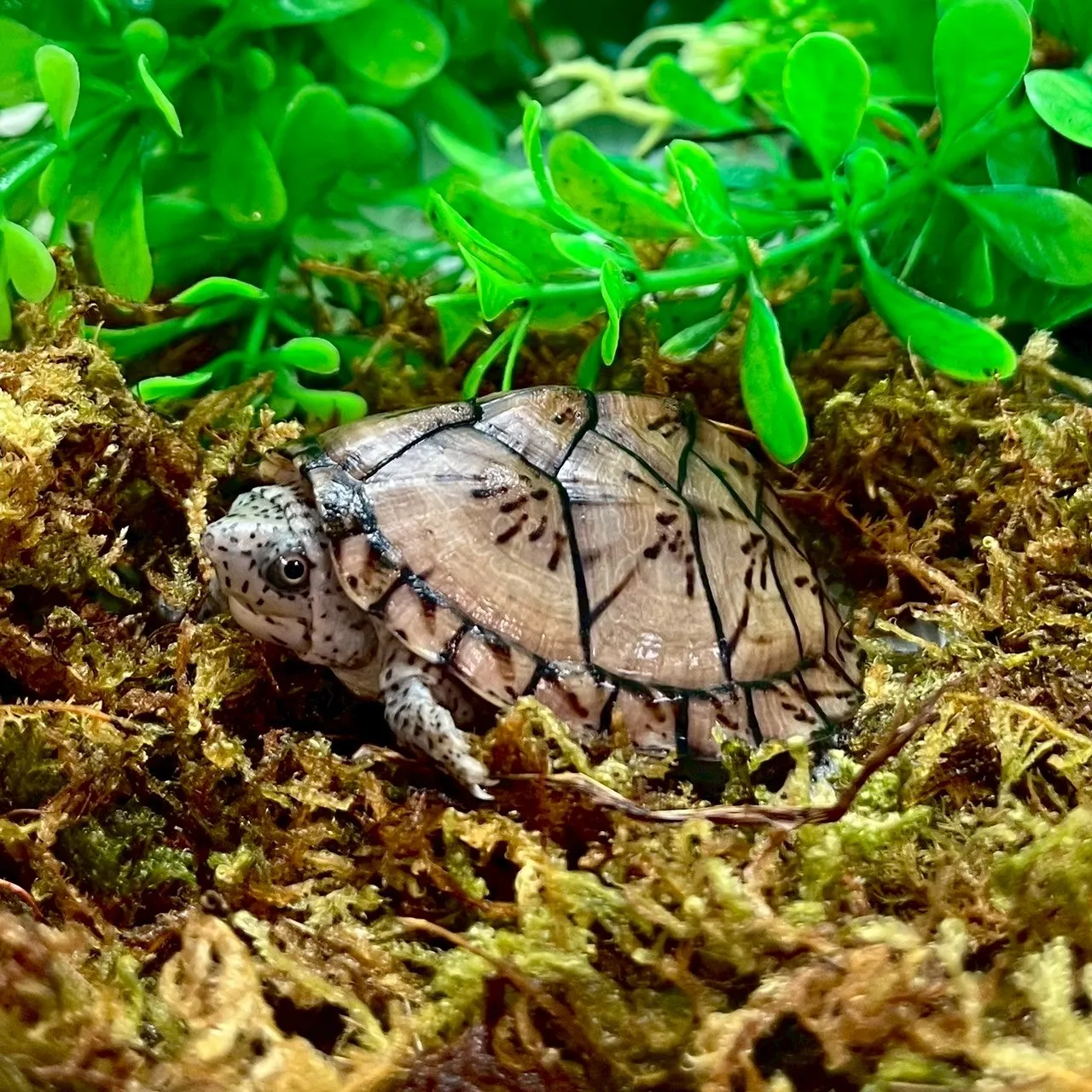 巨頭麝香龜