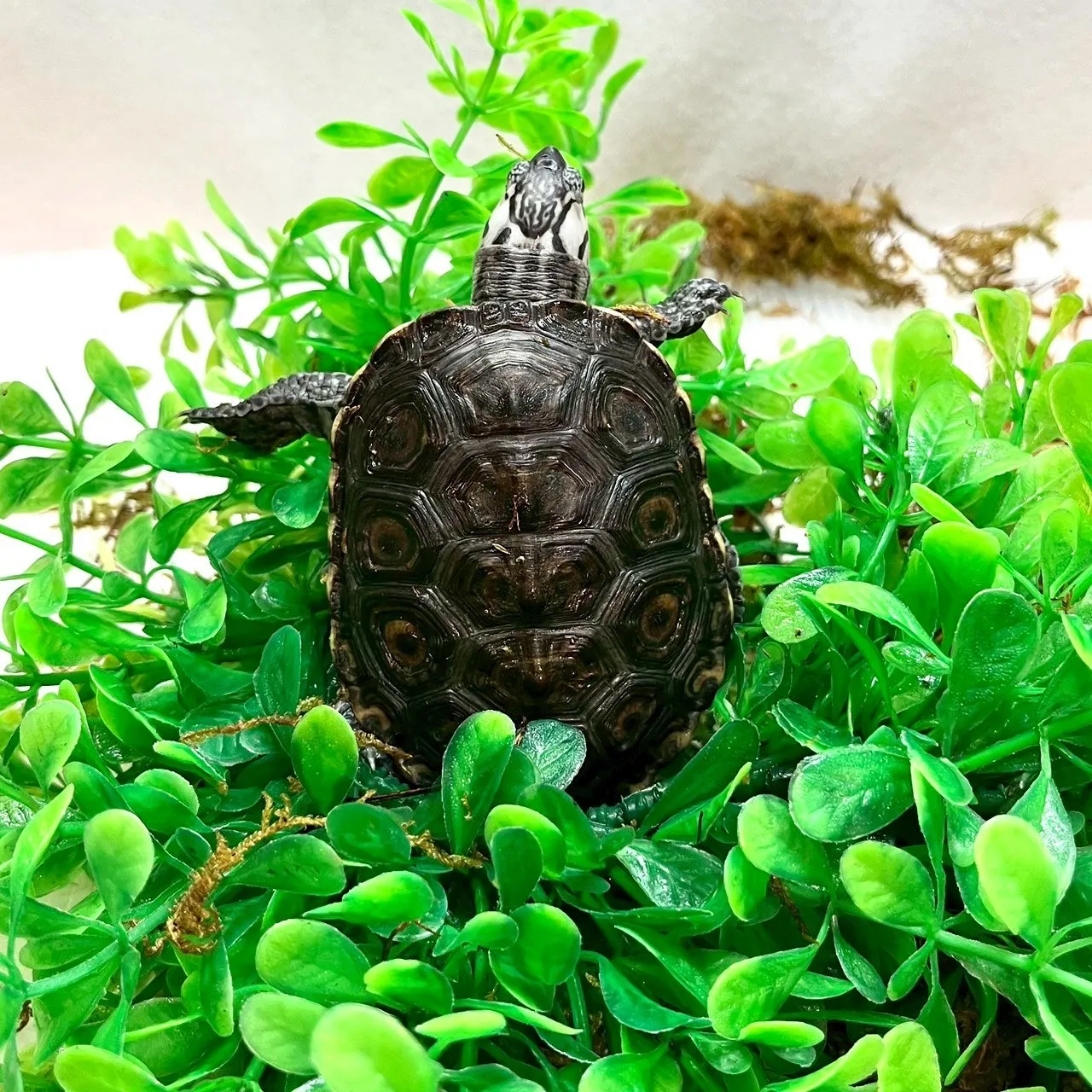 大花鑽紋(幼)