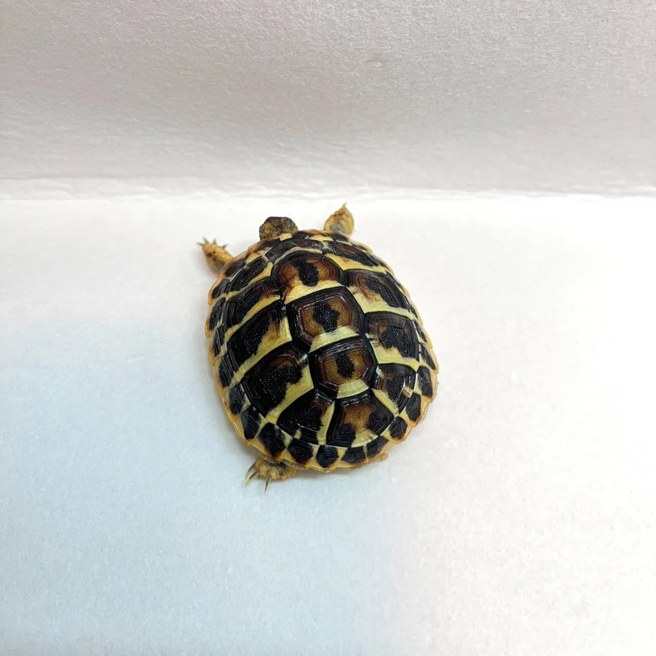 西部赫曼陸龜