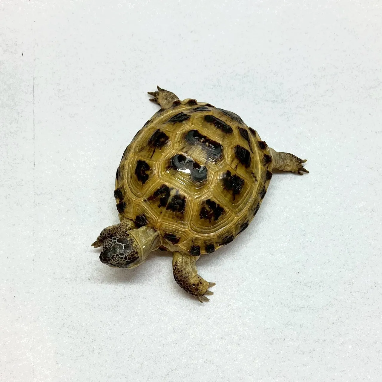 四趾陸龜