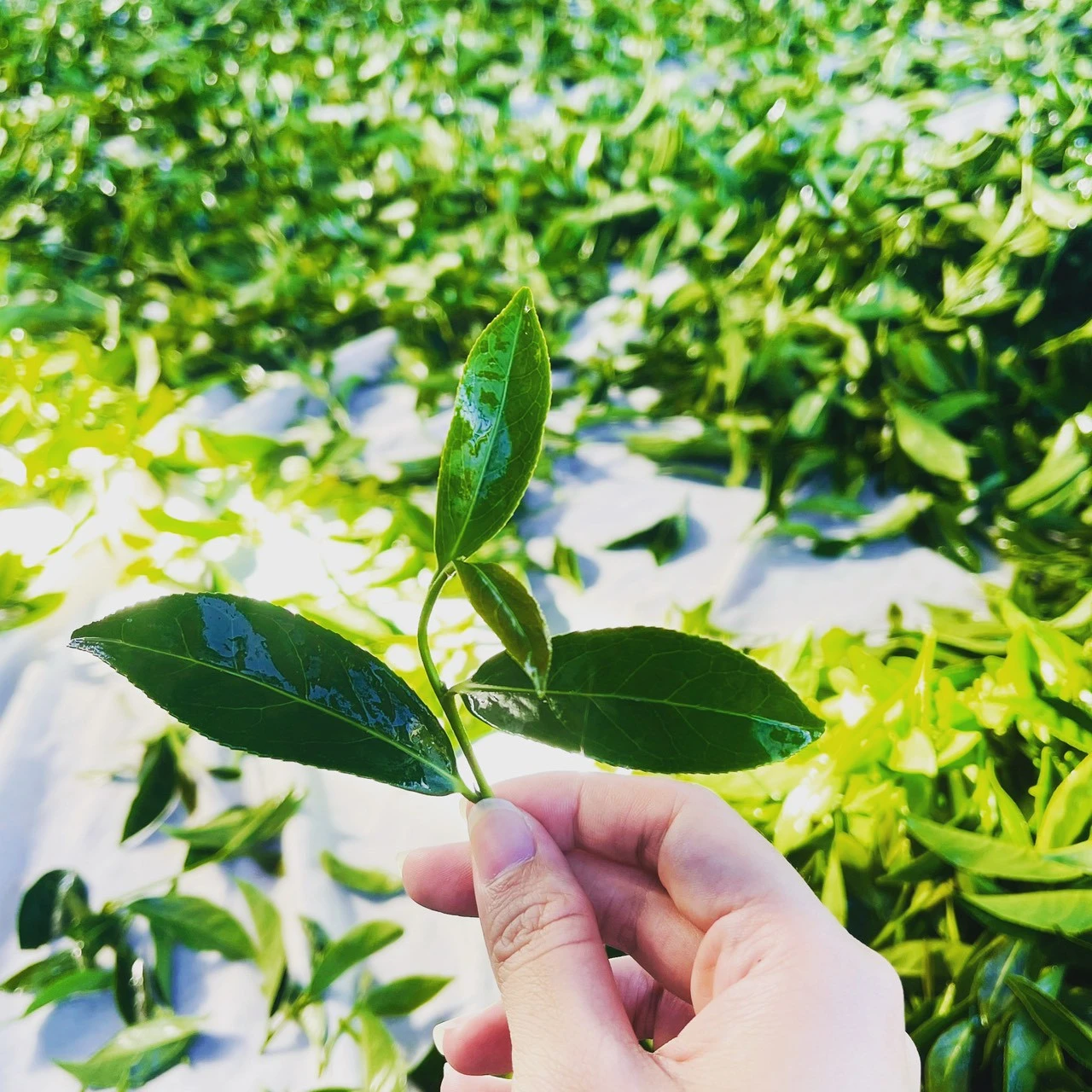 如何分辨高山茶？