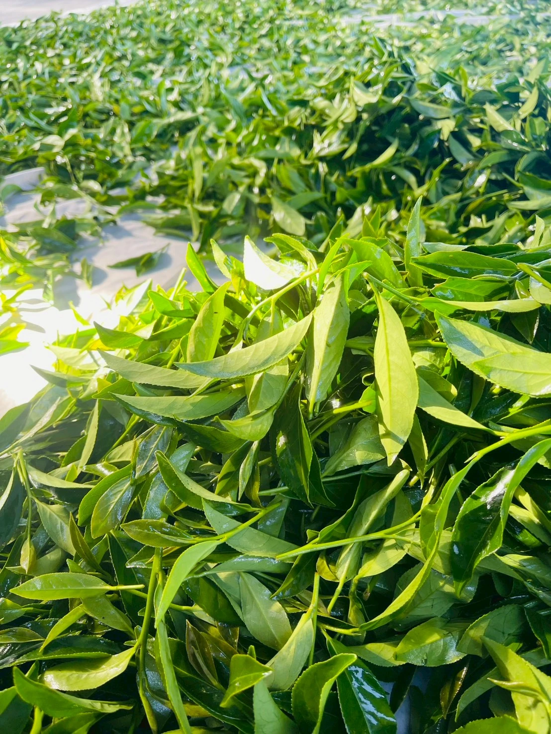 泡茶注意事項有哪些？