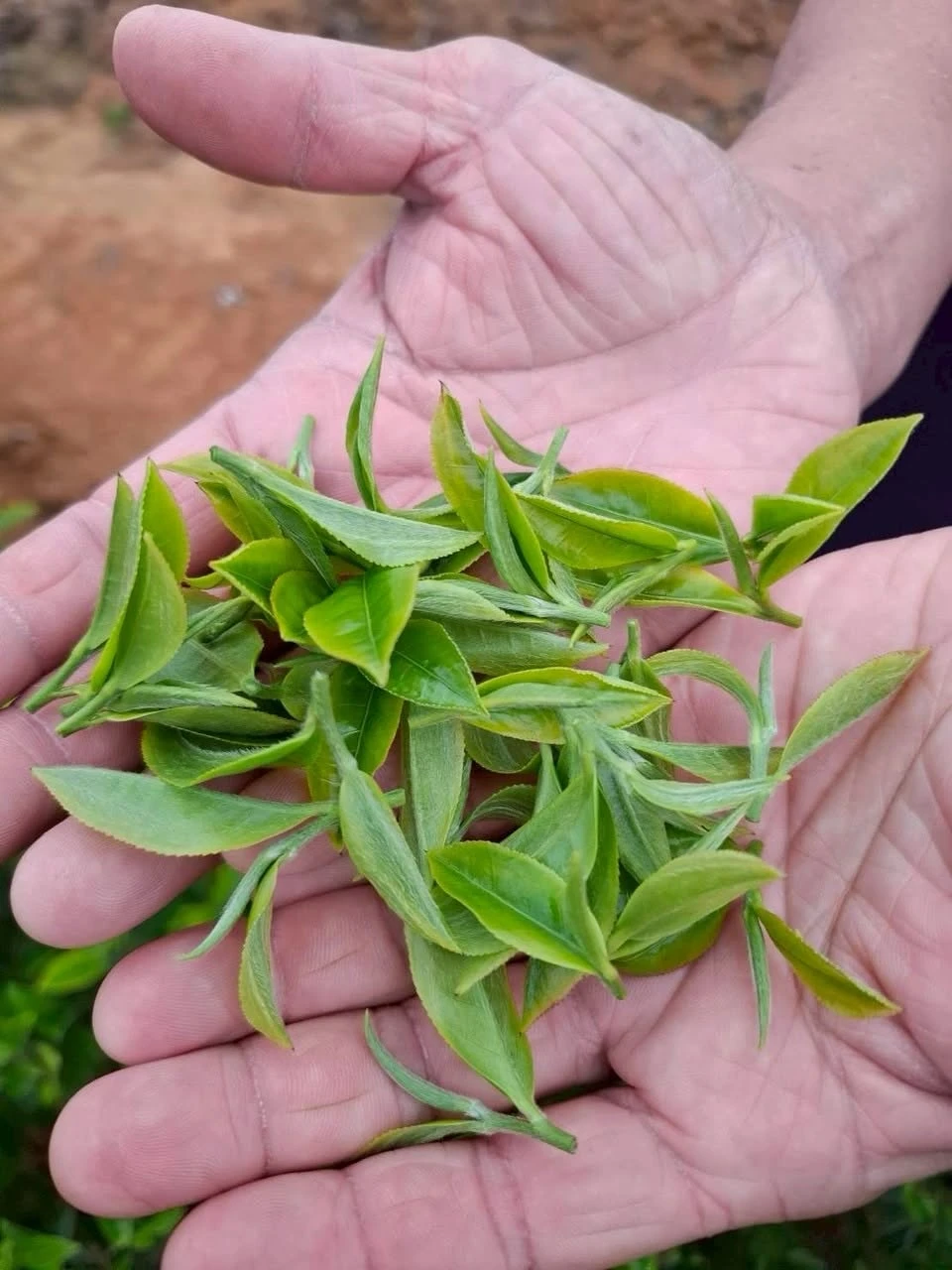 為什麼採茶時要一心二葉？