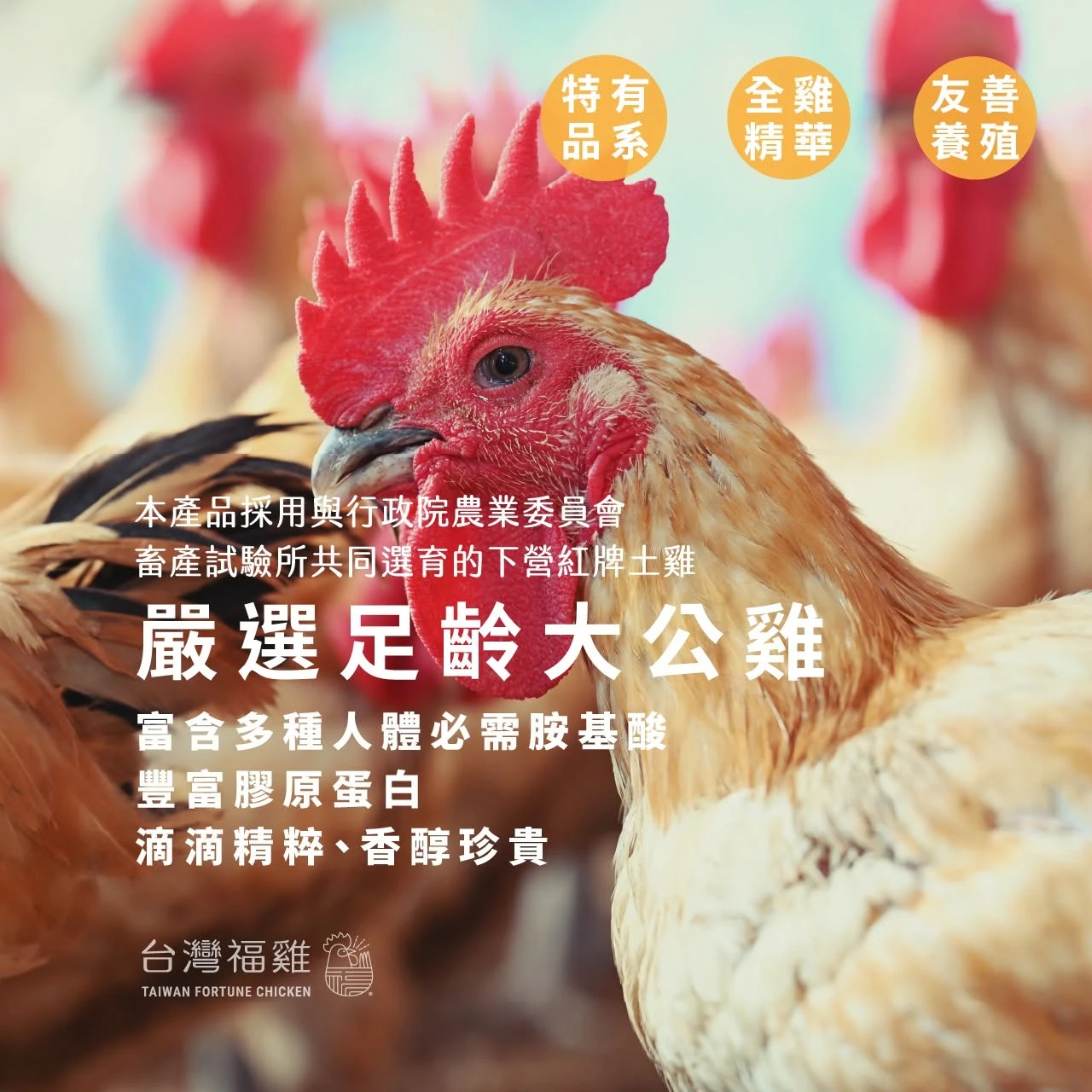 福雞滴雞精