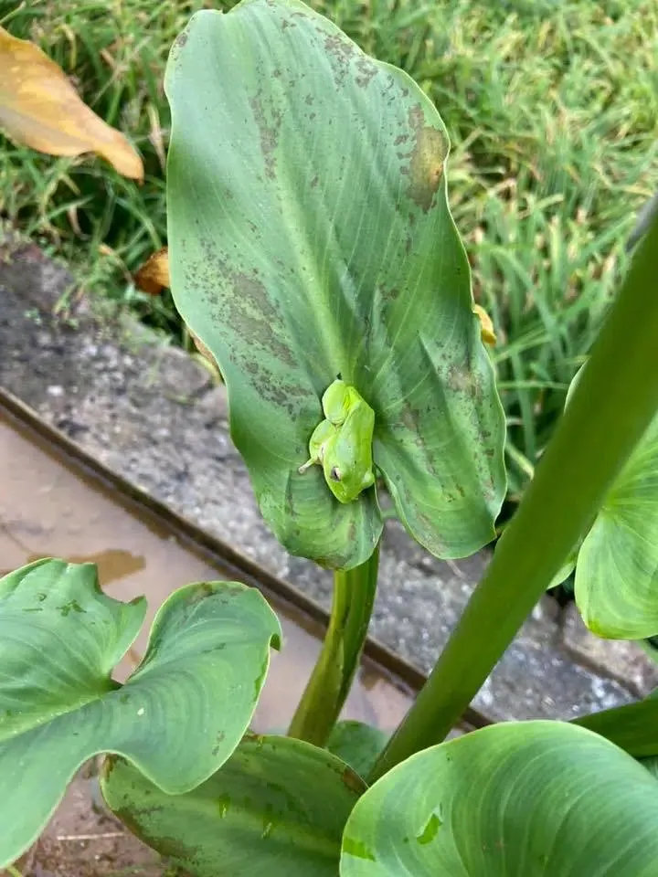 移花圃