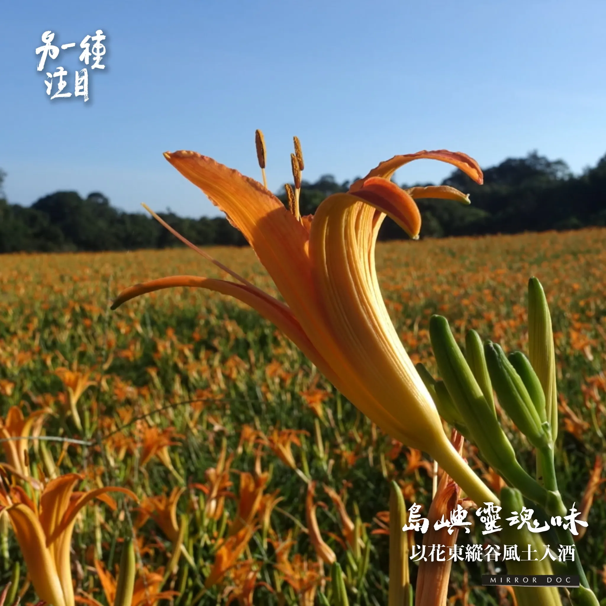 《島嶼靈魂味-以花東縱谷風土入酒》金針不只可以吃還可以做成酒　德國釀酒師釀出花蓮味｜另一種注目｜