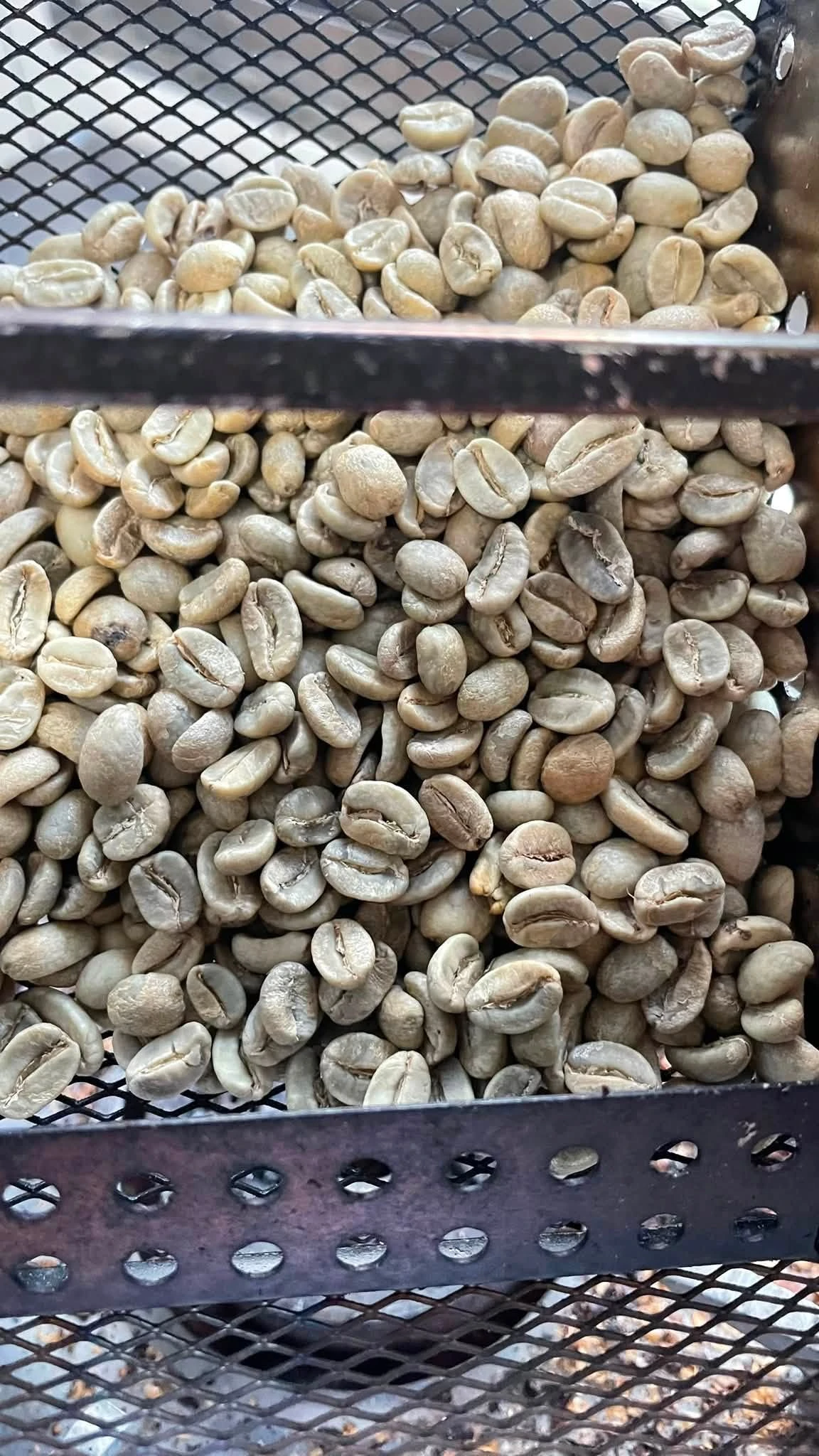 滿屋子都是剛烘好的咖啡香氣！