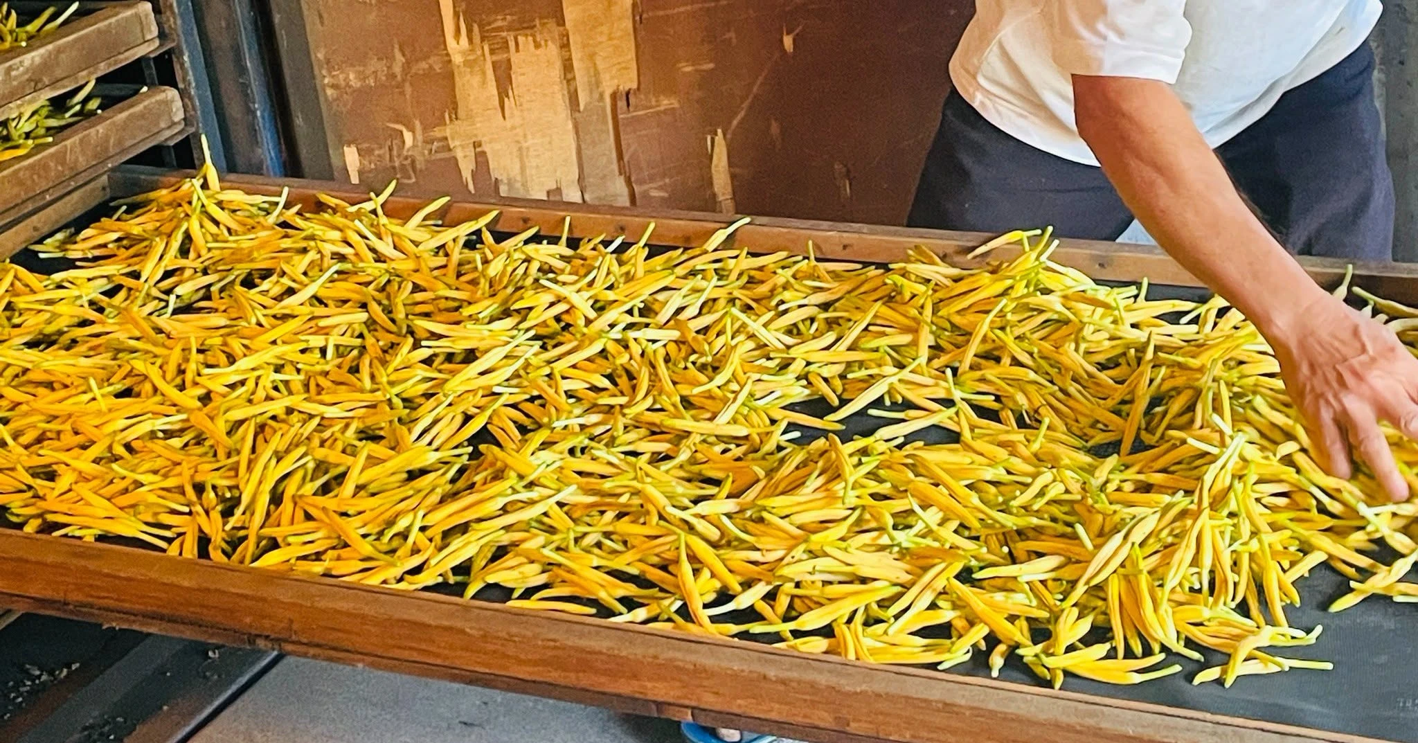 【花季只有一段時間，農友忙的卻是一整年】