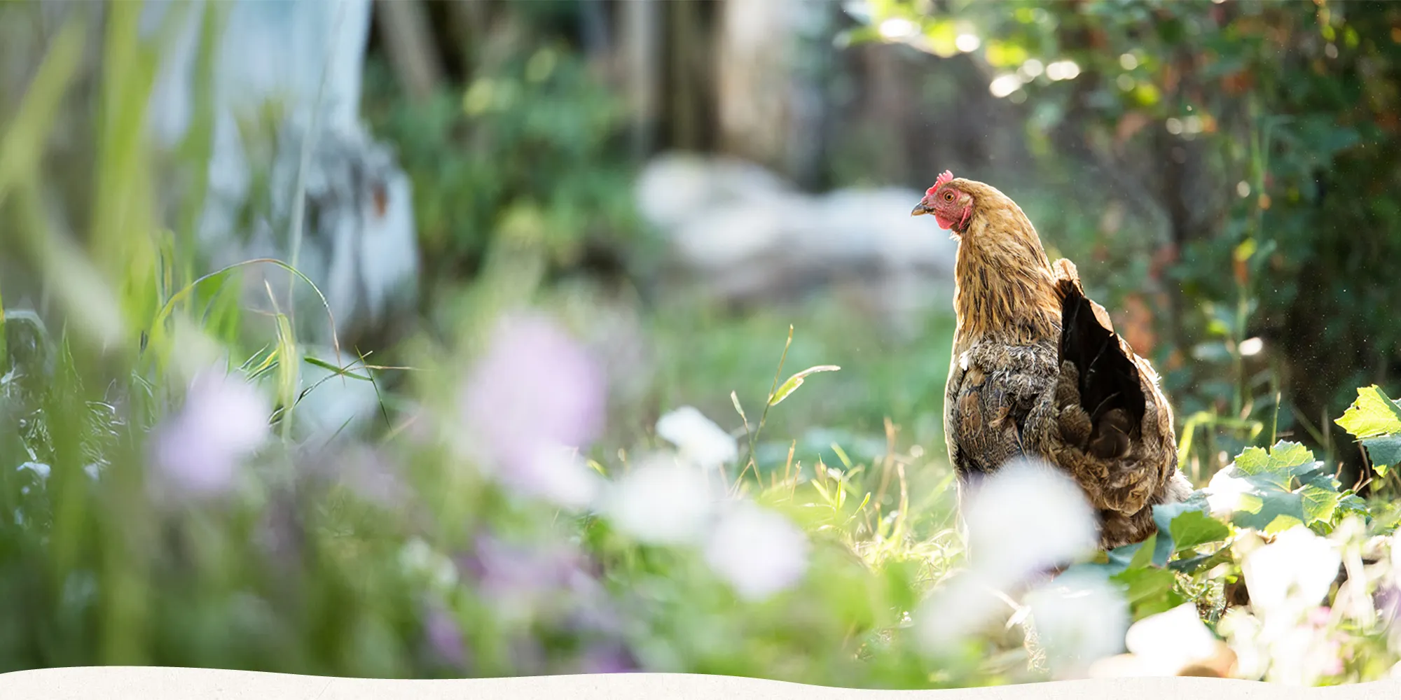 田爸手工滴雞精-手工滴雞精,台中手工滴雞精,北屯手工滴雞精