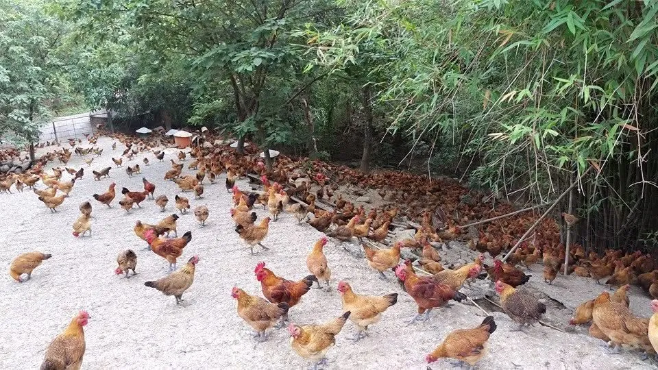 放山土雞為什麼口感比較紮實？/土雞訂購/台中土雞訂購