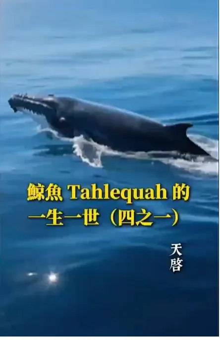 鯨魚 Tahlequah 的一生一世（四之一）