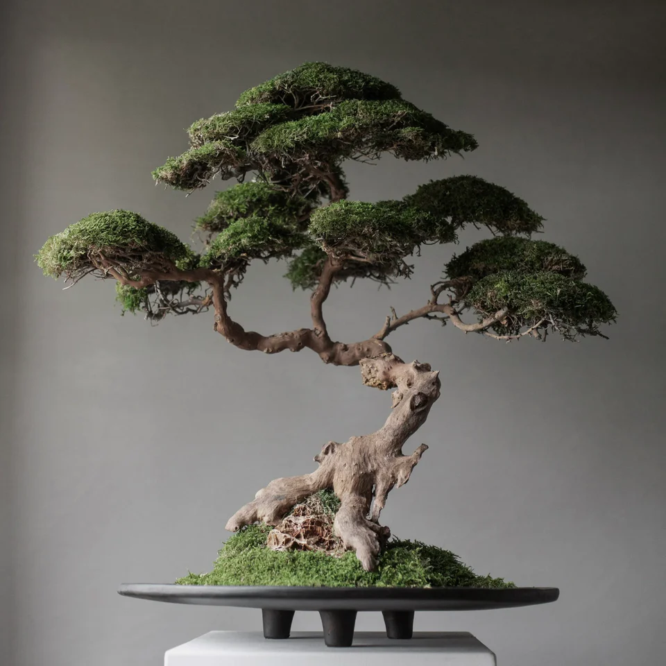 鴨拖盤,大 - 咖啡色