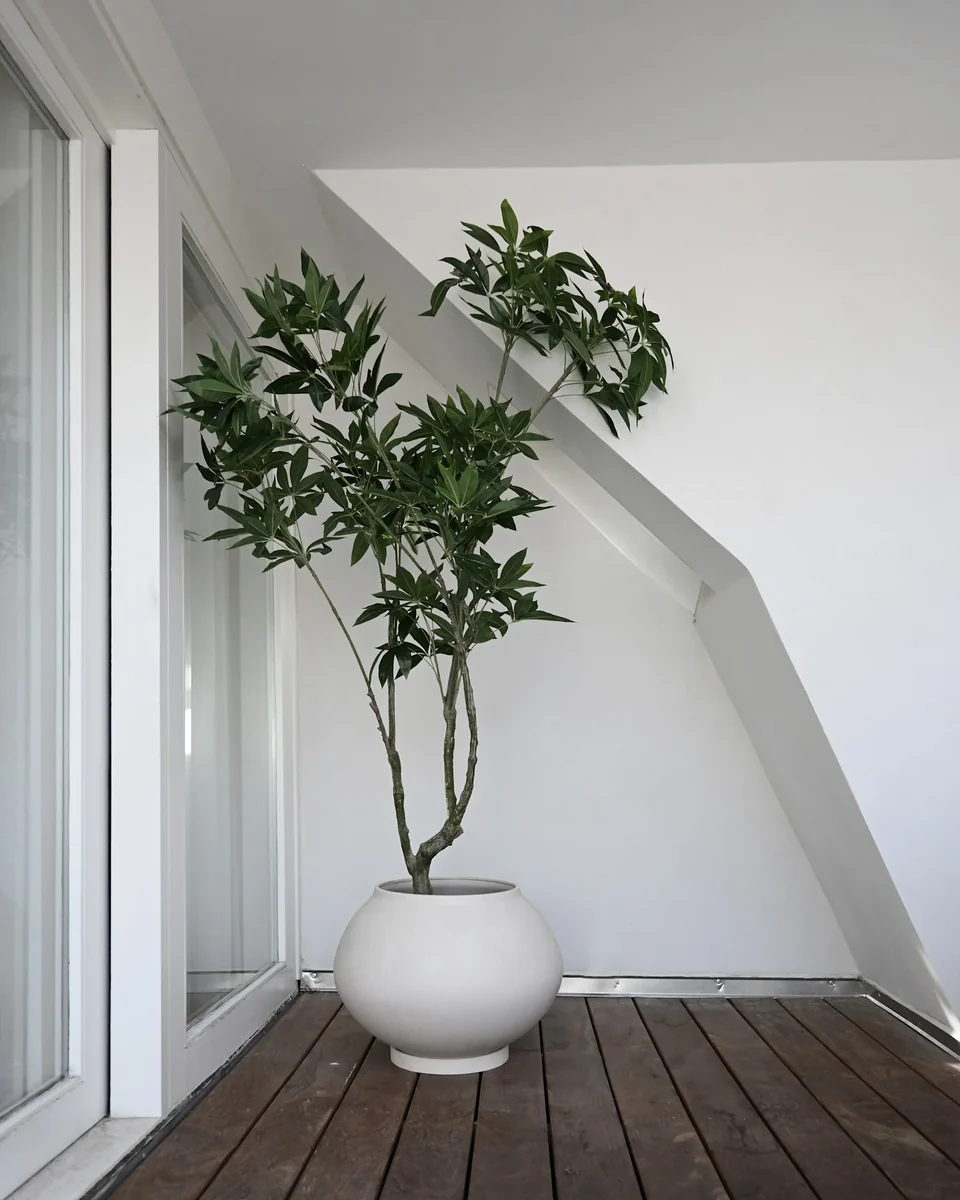 素直花盆,特大 - 白樺色