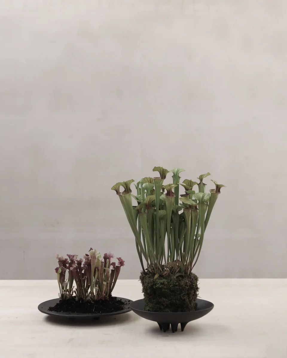 鴨拖盤,小 - 咖啡色