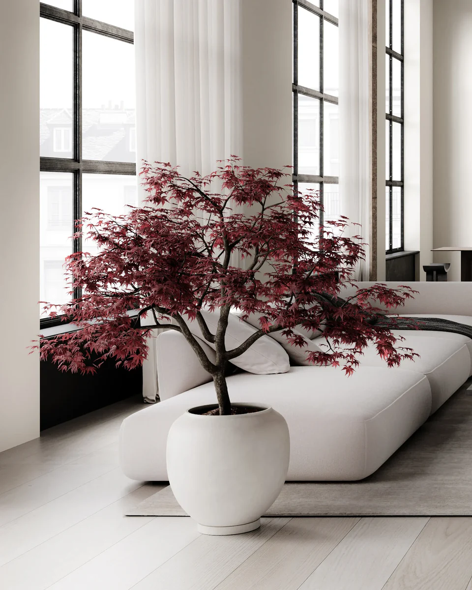 素直花盆,大 - 白樺色