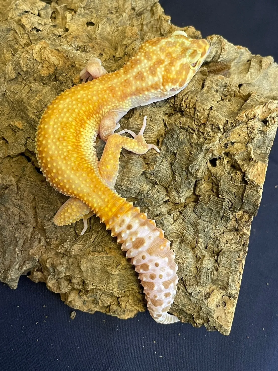 APTOR