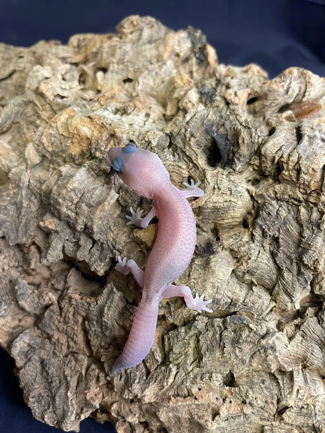 奧利奧無紋