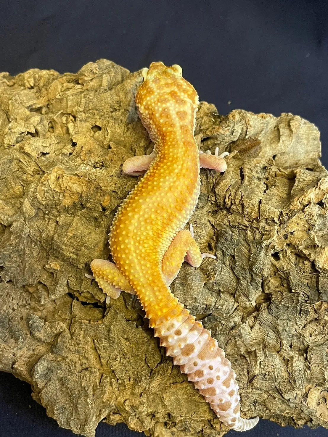 APTOR