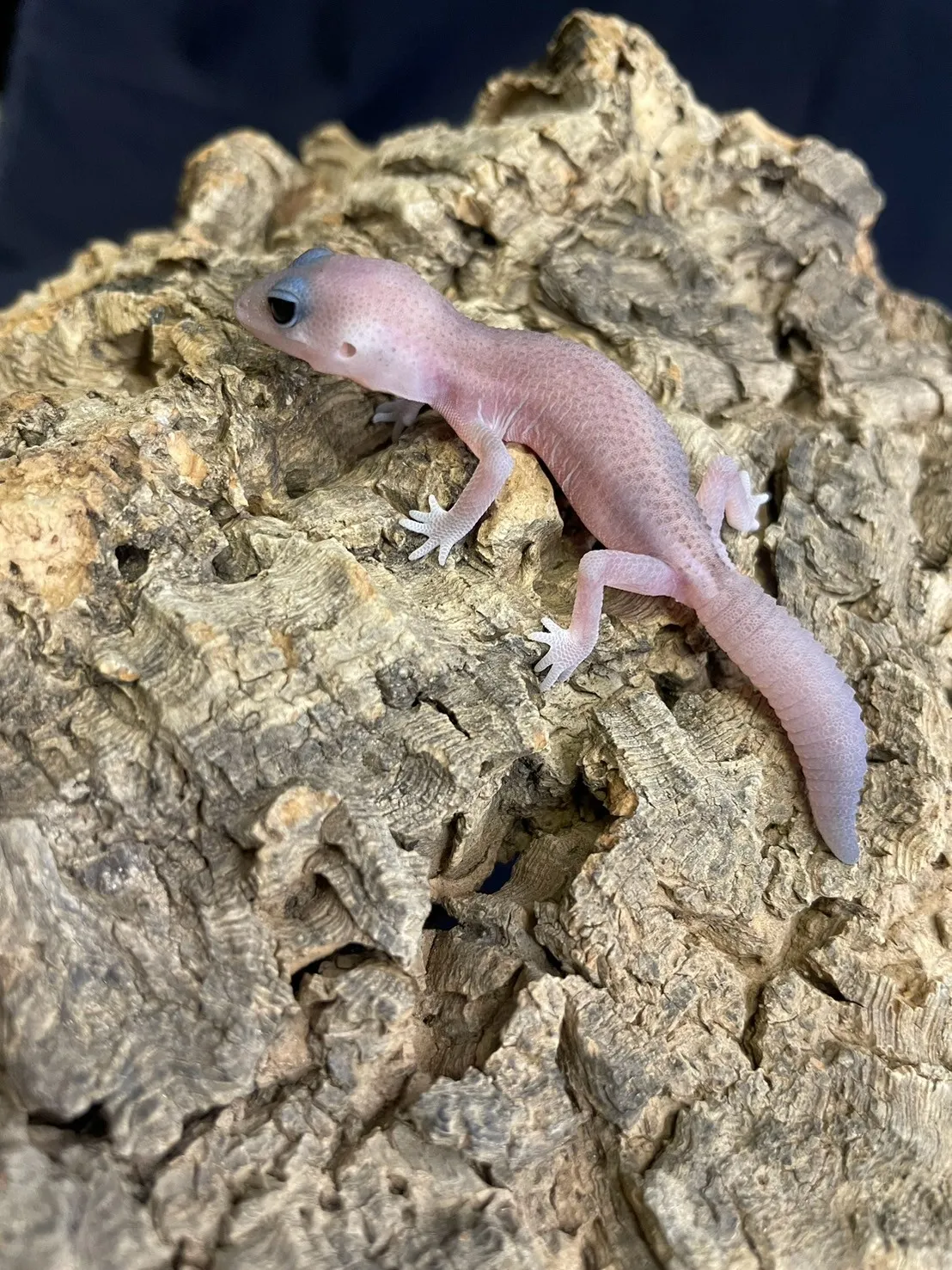 奧利奧無紋