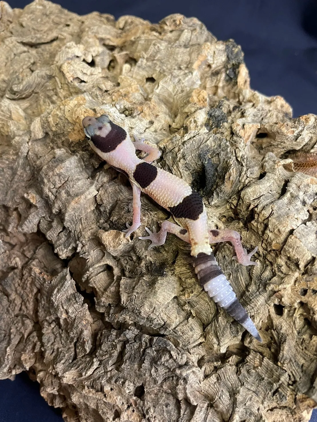 立可白het橘白