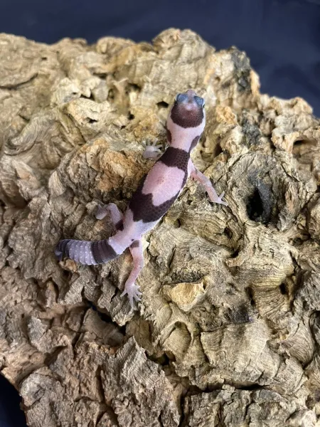 立可白奧利奧het無紋