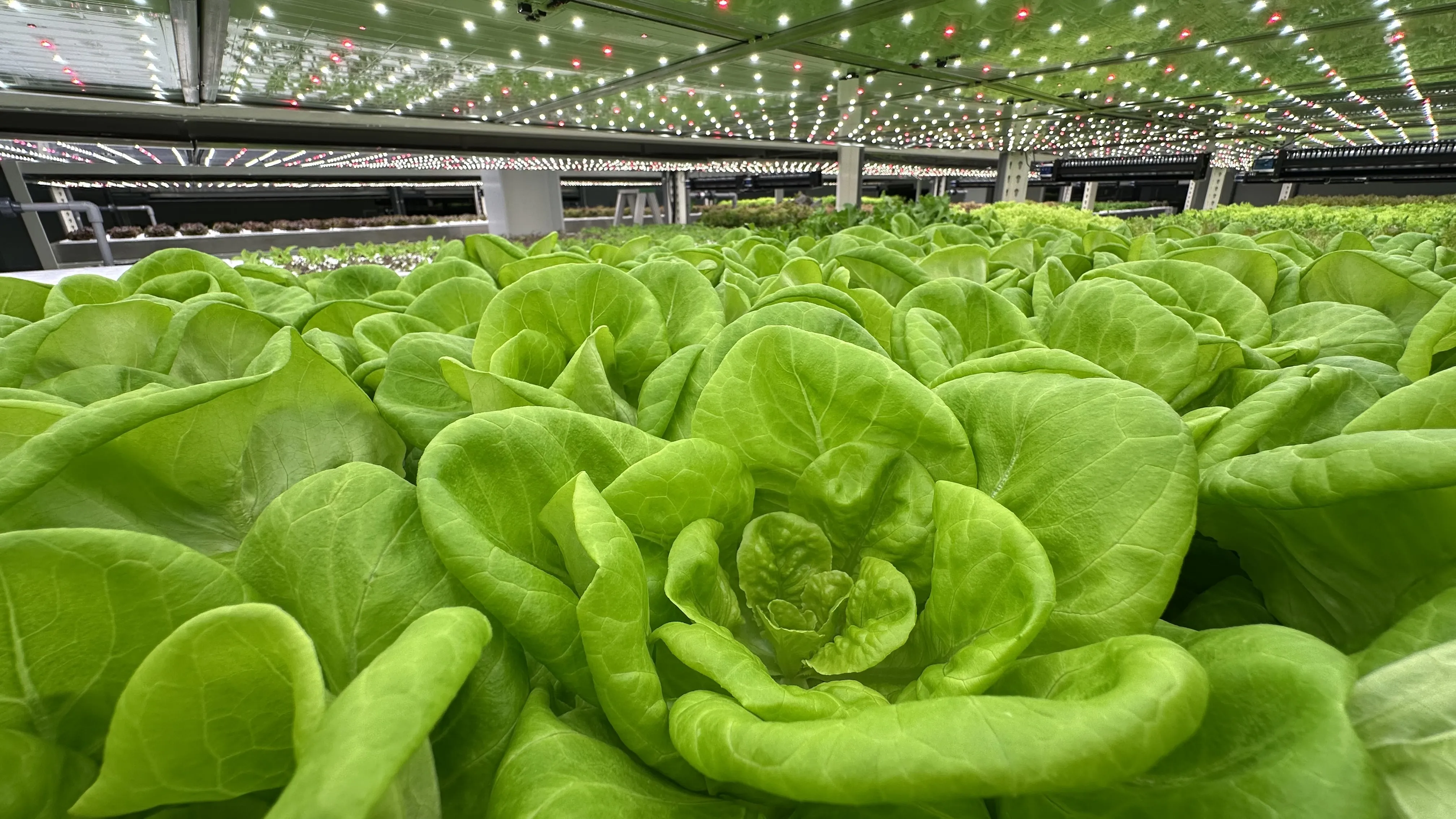 真的不用洗就能吃嗎?