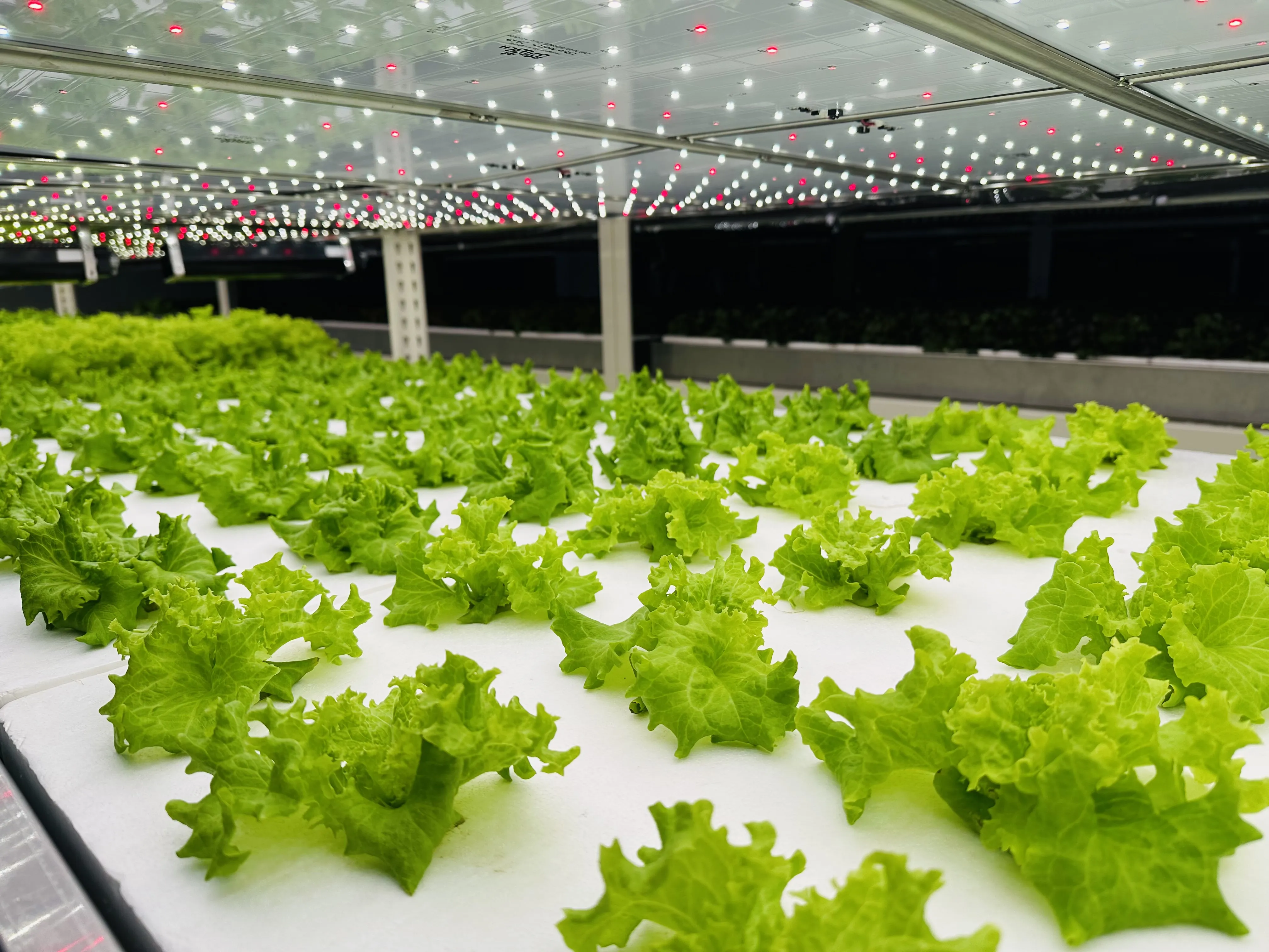 怎麼保存最新鮮?