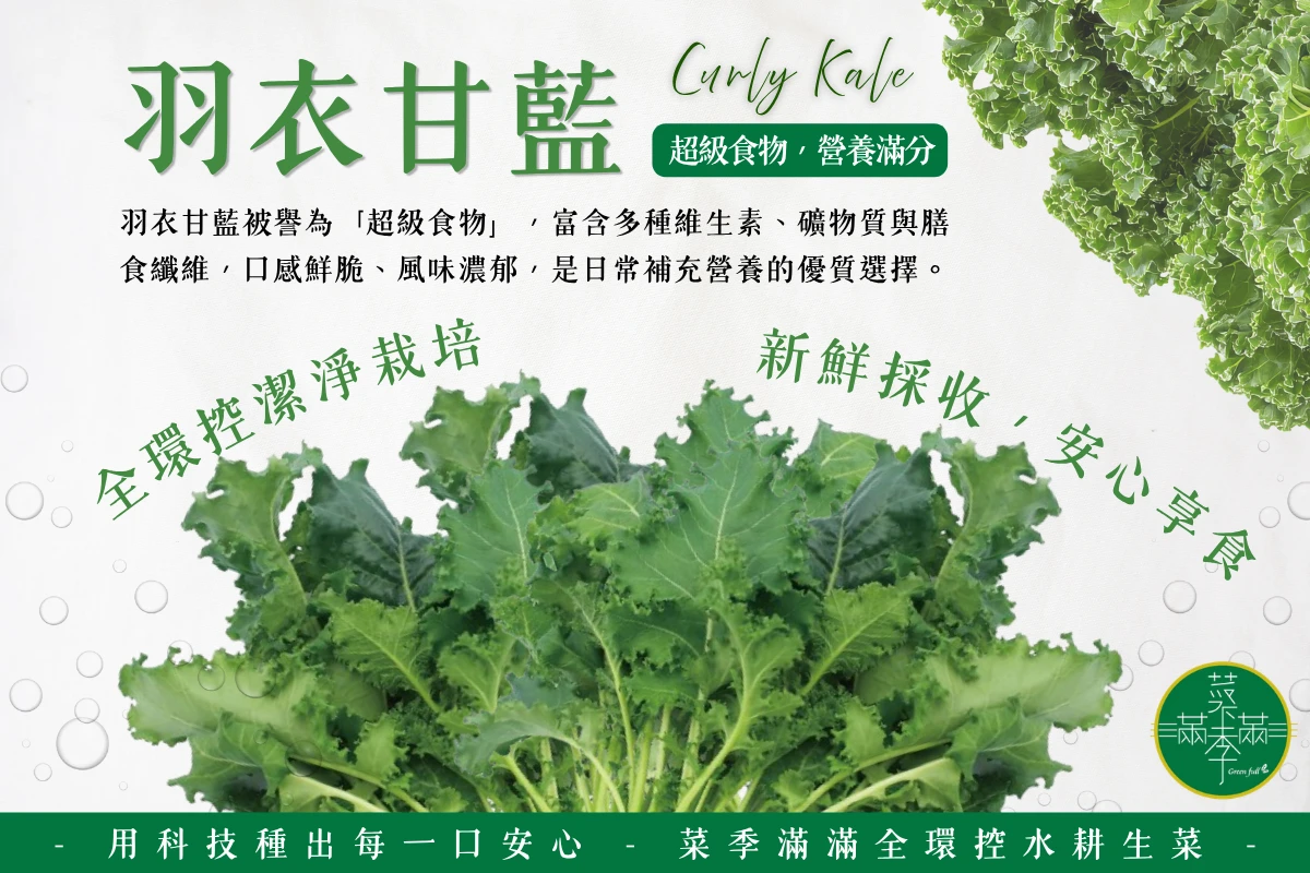 羽衣甘藍｜超級蔬菜的綠色能量