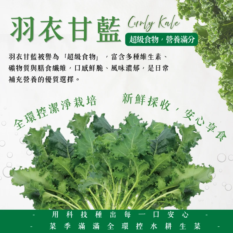 羽衣甘藍｜超級蔬菜的綠色能量