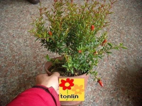 超優質花種( 石榴 )小葉榭榴