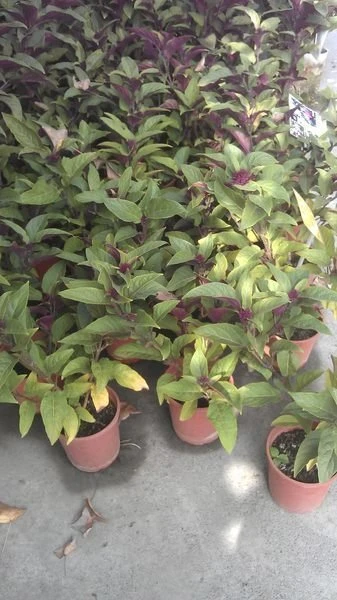 優質樹種(煙火樹)星爍山茉莉