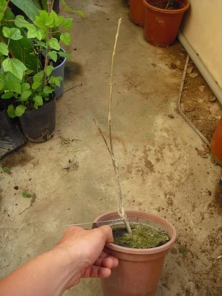 香花植物**( 紫丁香 )南丁香