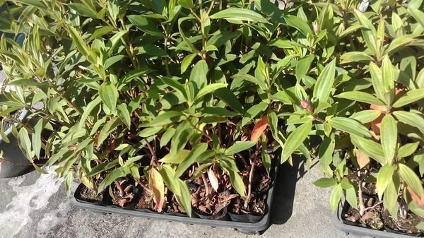 優質灌木(巴西野牡丹)野牡丹