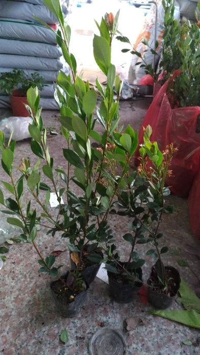 綠籬植物(田代氏石斑木)石斑木