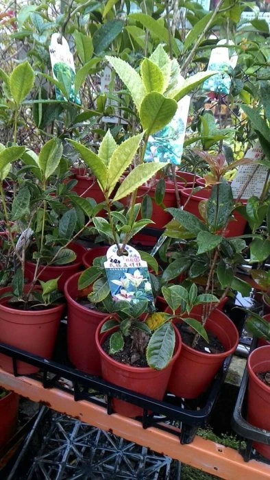 珍稀桂花