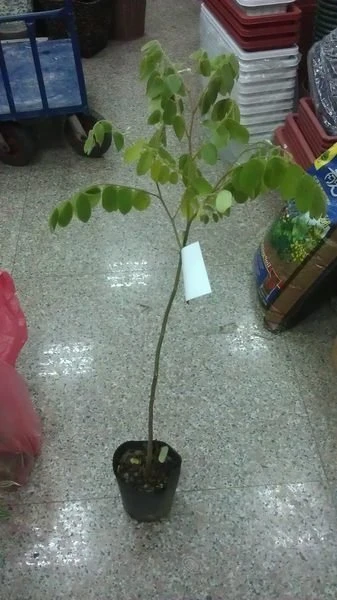 泰國櫻花