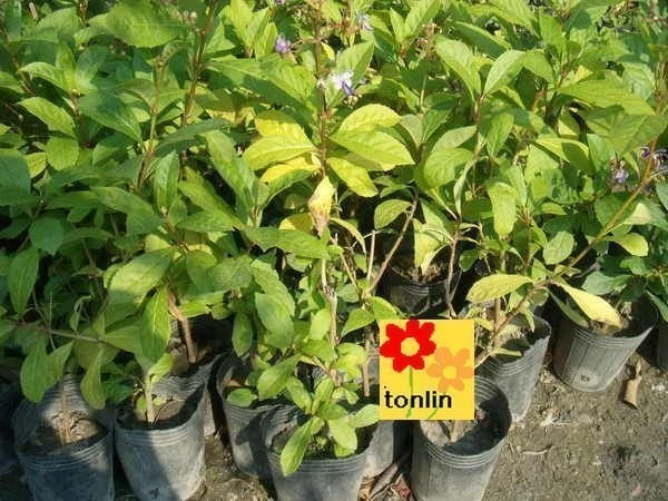 花蝴蝶(紫蝶花)
