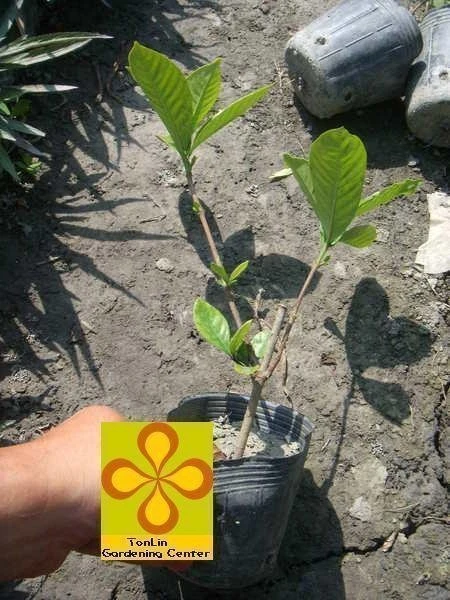 超優質香花灌木**梔子花( 黃梔花 )