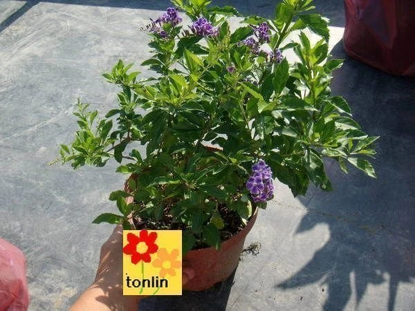 超優質花種( 蕾絲金露花 )
