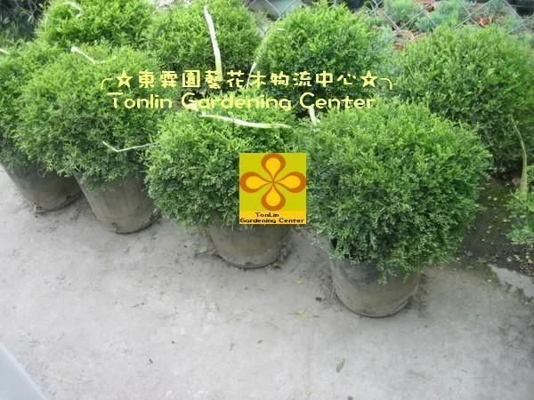 優質樹種(細葉七里香)小葉七里香