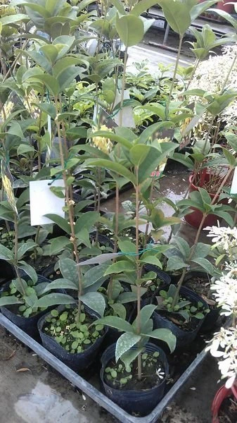 香花植物 ( 日本香水桂花 )天香台閣桂花