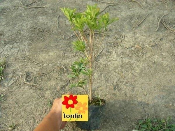 香花植物( 樹蘭 ) 樹蘭