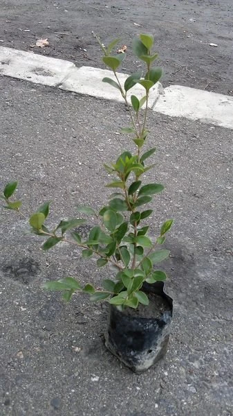 超優質樹種( 日本女貞 ) 厚葉女貞