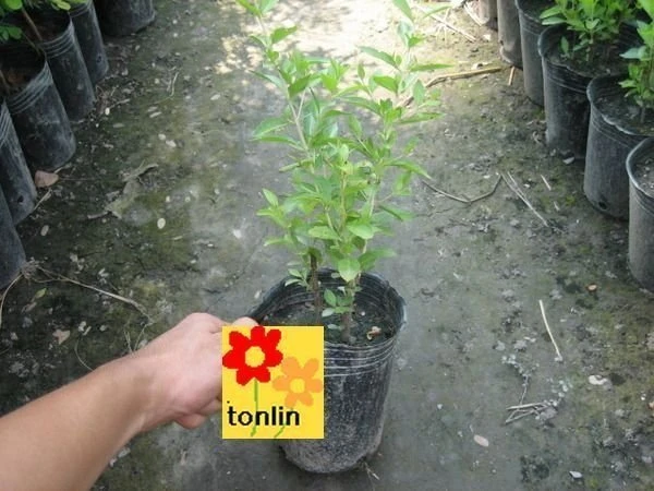 超優質花種( 指甲花 ) 